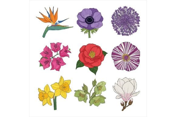 Assorted Flower Illustrations Bundle Review